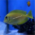ORANGE SHOULDER         TANG